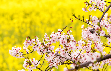 Fototapeta na wymiar 菜の花と桜
