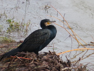 Beautiful Colorful birds great swimmers and fishers on the river