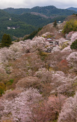吉野千本桜