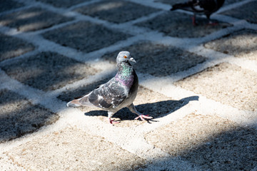 Pigeon on the yard