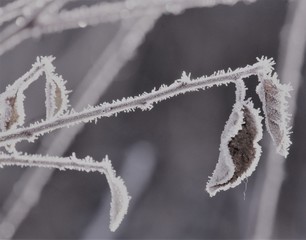 blätter und zweige mit eiskristallen