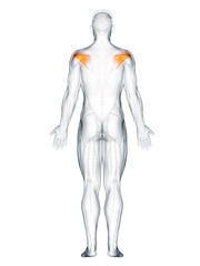 3d rendered muscle illustration of the infraspinatus