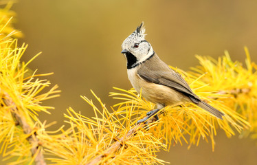 Beautiful crested tit sitting on a yellow spruce branch. Lat. ( European crested tit )