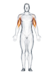 Fototapeta na wymiar 3d rendered muscle illustration of the biceps