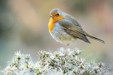 European robin small bird (Erithacus Rubecula) sitting on colorful green moss.