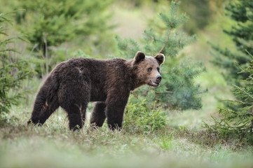 Obraz na płótnie Canvas A brown bear in the green forest. Big Brown Bears animal. Ursus arctos.