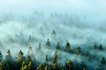 Montagnes brumeuses avec forêt de sapins dans le brouillard. Arbres brumeux dans la lumière du matin.