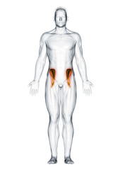 3d rendered muscle illustration of the iliacus