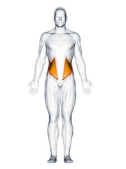 3d rendered muscle illustration of the internal oblique