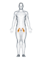 3d rendered muscle illustration of the pectineus