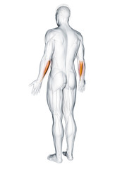 3d rendered muscle illustration of the flexor carpi ulnaris