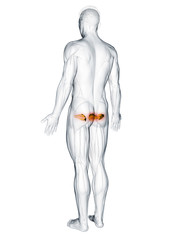 3d rendered muscle illustration of the gemellus