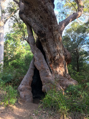Fototapeta na wymiar old eucalyptus gum tree