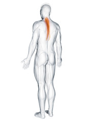 3d rendered muscle illustration of the semispinalis thoracis