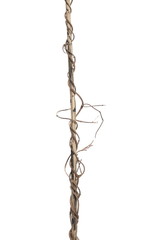 Reed, dry cane stem and liana, jungle vine isolated on white background, clipping path