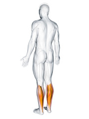 3d rendered muscle illustration of the soleus