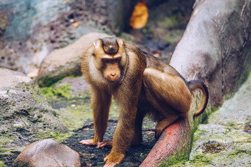 Southern Pig-tailed Macaque (Sundaland pigtail macaque or Sunda pig-tailed macaque), In Zoo, Prague. The southern pig-tailed macaque (Macaca nemestrina) is a medium-sized Old World monkey, Prague Zoo.