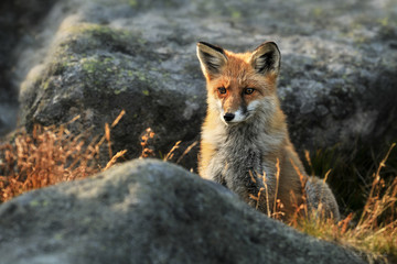 Red Fox in forest. Smart foxes in natural habitat.