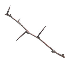 Acacia tree branch with thorns isolated on white background, clipping path