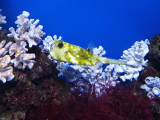 saltwater fish Lactoria cornuta squad of pufferfish or hornfish swimming underwater among corral