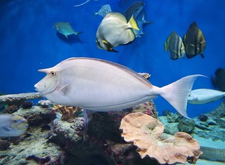 unicorn sea fish swimming in blue water