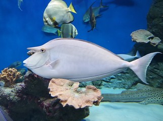 unicorn sea fish swimming in blue water