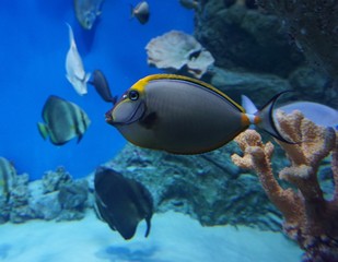 Fototapeta na wymiar marine fish underwater world Novosibirsk Oceanarium