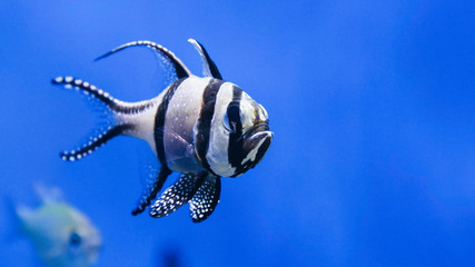 アマノガワテンジクダイ　-Banggai cardinalfish-