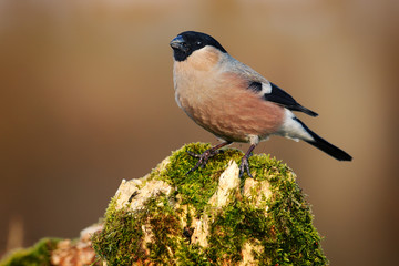 Pyrrhula, commonly called bullfinches on wood branch.