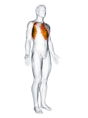 3d rendered muscle illustration of the serratus anterior