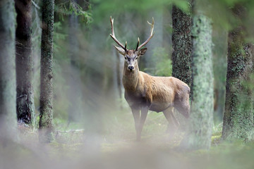 Red deer stag between spruce trees in autumn forest. (Cervus elaphus)