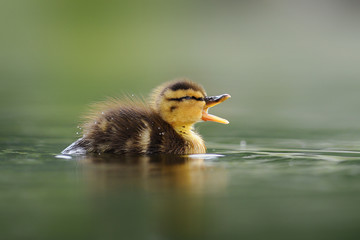 Beautiful little duck swimming in water pond.