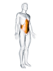 3d rendered muscle illustration of the transversus abdominis