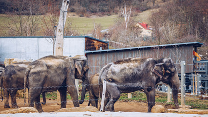 Family Of Indian Elephants At The Prague Zoo. Elephant and baby elephant are walking on the grass. Prague Zoo. Indian elephant in ZOO Prague, Czechia, Czech Republic.