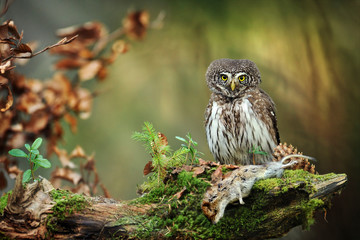 Owl in beautiful forest. Pygmy bird owl in snowfall. Small owl in natural habitat with mouse in winter. Glaucidium passerinum