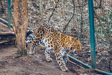 Beautiful leopard walking on nature background. In zoo. Prague, Czech Republic. Leopard in a Prague Zoo.
