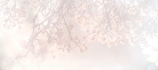 Magnolia blossom in spring - spring background banner