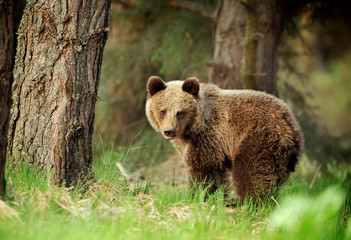 Fototapeta na wymiar A brown bear in the green forest. Big Brown Bears animal. Ursus arctos.