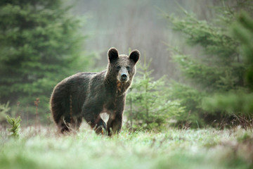 A brown bear in the green forest. Big Brown Bears animal. Ursus arctos.