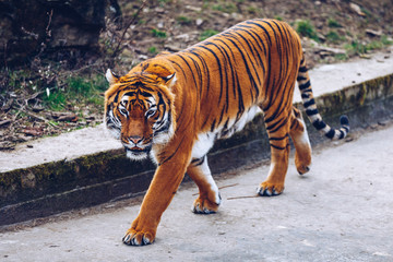 Sumatran tiger (Panthera tigris sumatrae) in Prague zoo. Tiger at the Prague Zoo. Portrait of tiger. Prague Zoo, Czech Republic