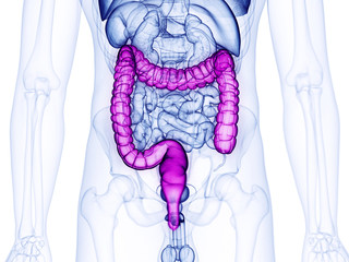 3d rendered medically accurate illustration of the large intestine