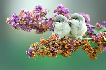 Fotobehang Lesser Whitethroat (Sylvia curruca) on flowers branch. © Milan