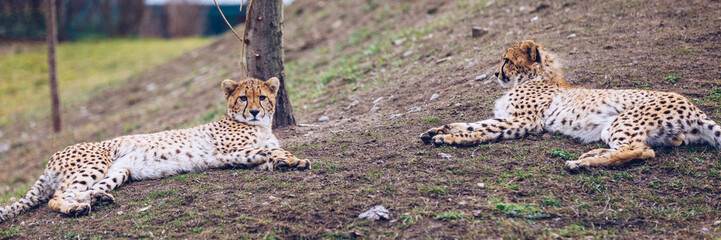 Cheetah, friendly animals at the Prague Zoo. View of the cheetah in the Prague Zoo. Cheetah relaxing on a grass hill. Predatory Cheetah, Zoo Prague, Czech Republic. Predatory Cheetah in Zoo Prague.