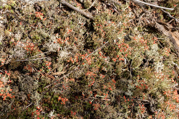 Moss in different colors as background. Moss texture 