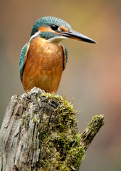 Kingfisher bird with fish detail, Alcedo atthis