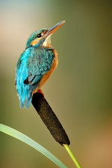Kingfisher bird with fish detail, Alcedo atthis