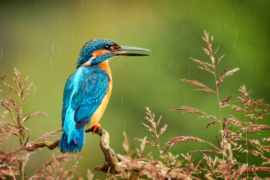 Kingfisher Bird With Fish Detail, Alcedo Atthis