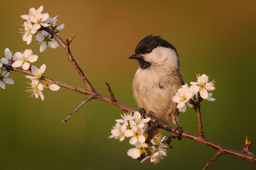 Bird Willow tit sitting on wooden stump with green moss. Marsh tit close up. Parus palustris