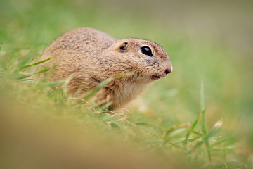 Ground squirrel in natural habitat. Spermophilus citellus wildlife. European souslik.
