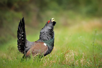 Capercaillie, Tetrao urogallus in deep forest